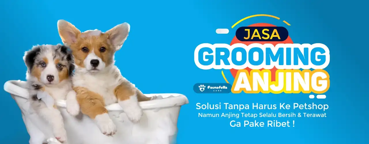 Jasa Grooming Anjing