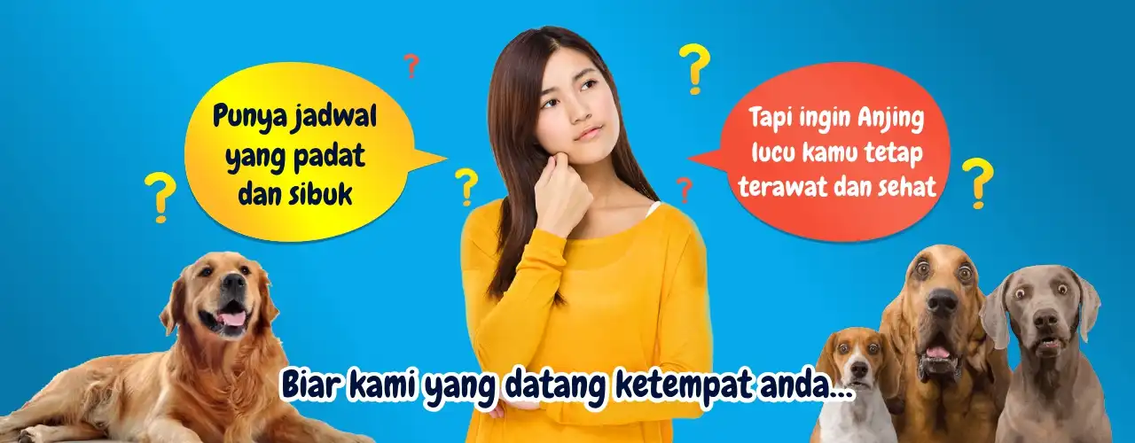 Perawatan Bulu Anjing
