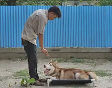 Analisa Behavior Anjing