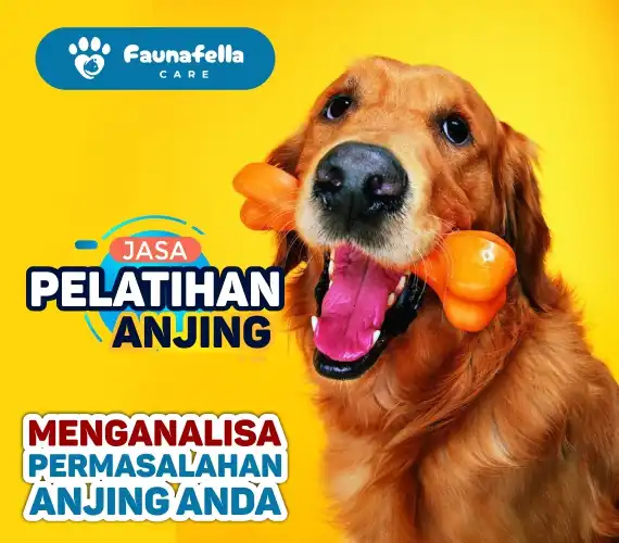 Analisa Problem Anjing
