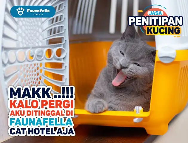 Antar Jemput Kucing