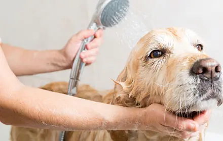 Tempat Grooming