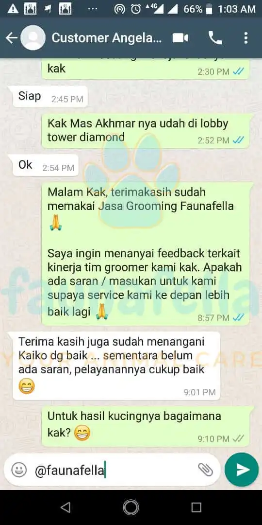 Biaya Mandiin Kucing