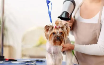 Grooming Anjing Kutu Faunafella