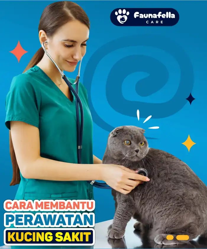 Cara Merawat Kucing Sakit
