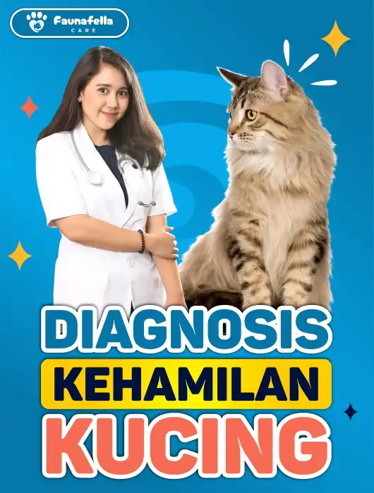 Diagnosis Kehamilan Kucing