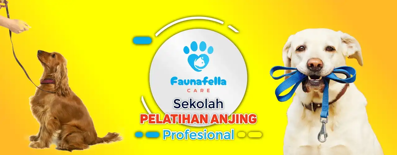 Dog Training Jakarta