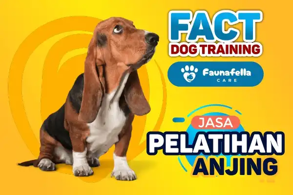 Fakta Dog Training