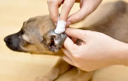 Grooming Anjing Terdekat