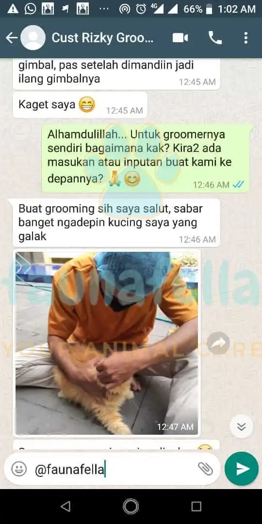 Grooming Kucing Testimoni