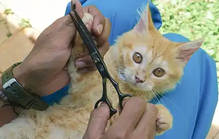 Harga Grooming Kucing Faunafella