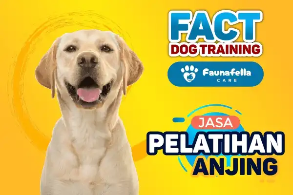 Jasa Dog Trainer