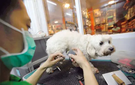 Harga Grooming Anjing Faunafella
