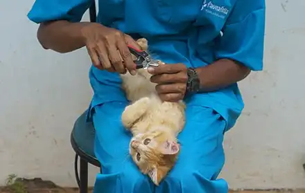Grooming Kucing Murah