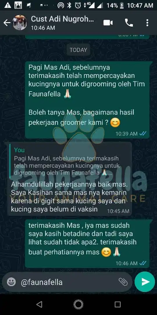 Jasa Mandi Kucing ke Rumah