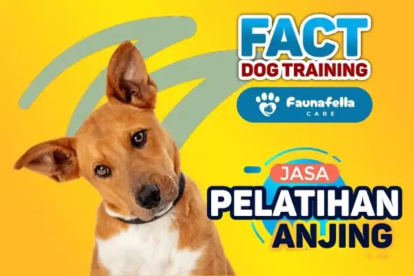 Jasa Pelatih Anjing