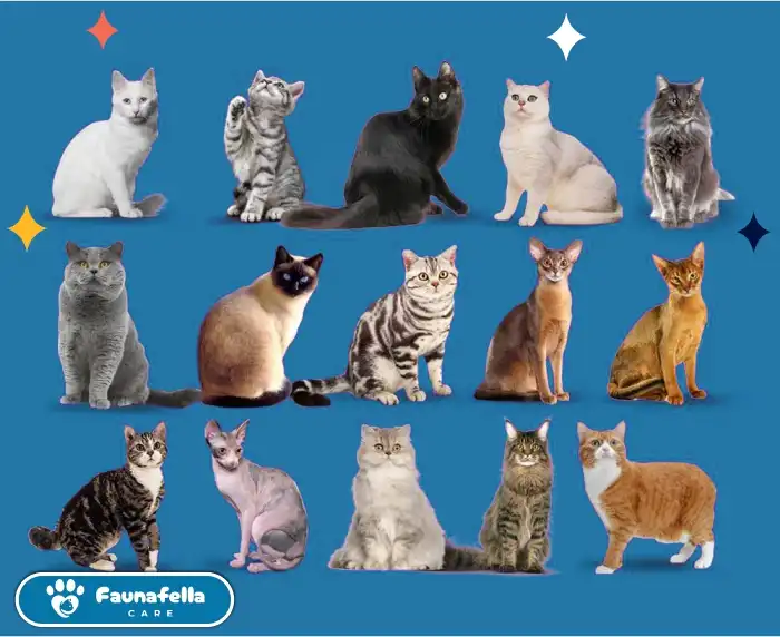 Nama Ilmiah Kucing Nama Ilmiah Kucing