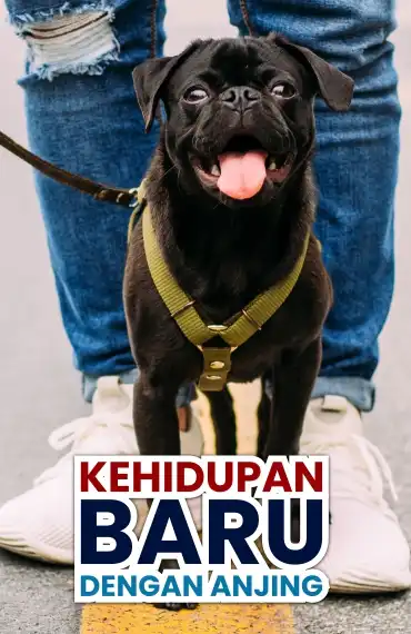 Kehidupan Baru Dengan Anjing