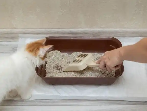 Kucing Buang Air