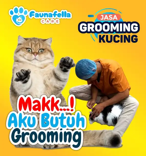 Kucing Butuh Grooming