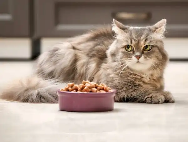 Kucing gak mau makan