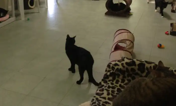 Kucing Gelisah