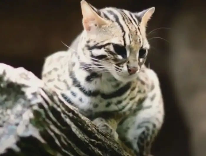 Kucing Hutan