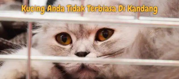 Kucing Insecure