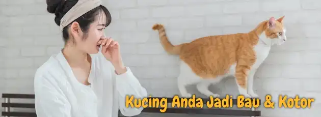 Kucing Jadi Bau
