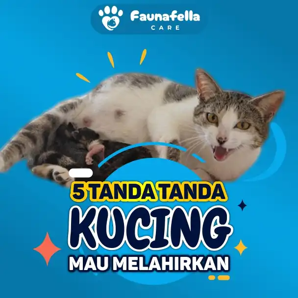 Kucing Mau Melahirkan