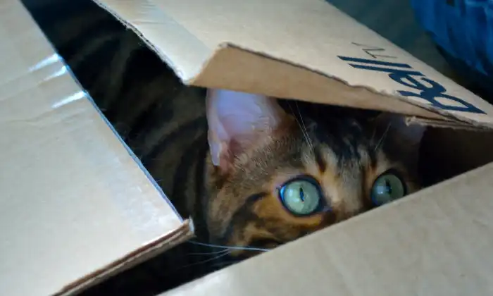 Kucing Mencari Tempat Melahirkan
