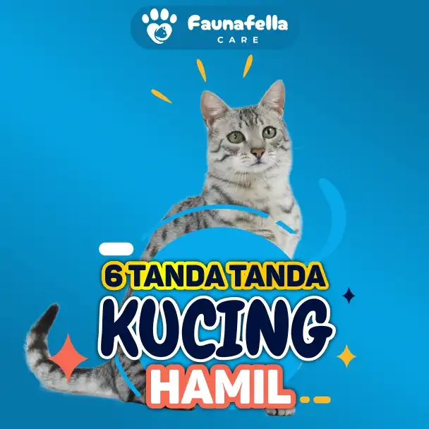 Kucing Mengandung