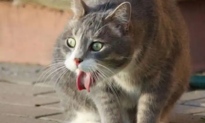 Kucing Mutah
