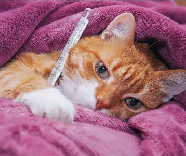 Kucing Panas