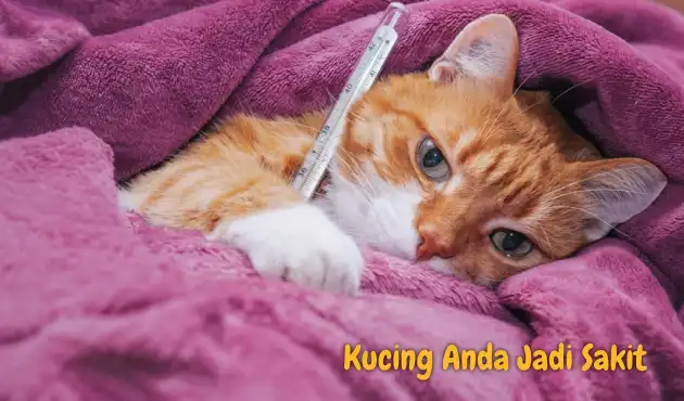 Kucing Sakit