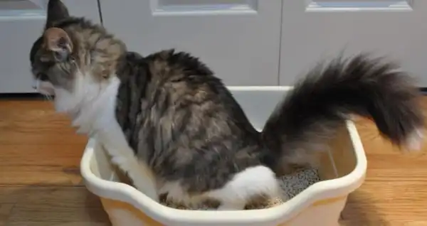 Kucing Susah Pipis