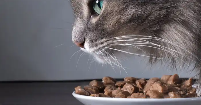 Kucing Tidak Mau Makan