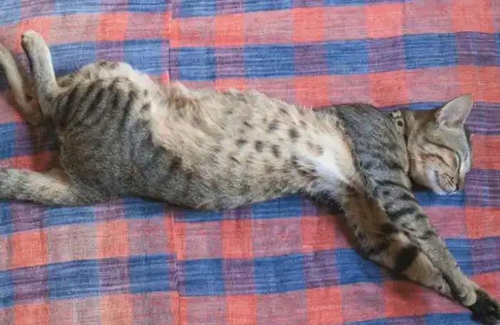 Kucing Tidur