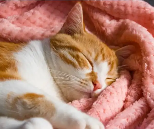 Kucing Tidur