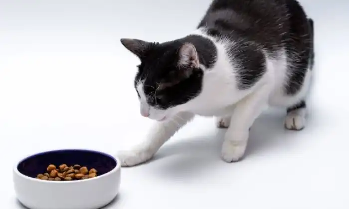 Kurang Nafsu Makan