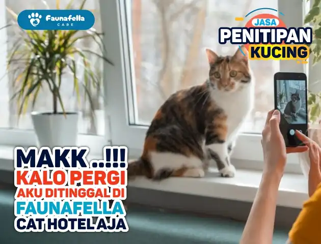 Laporan Kondisi Kucing