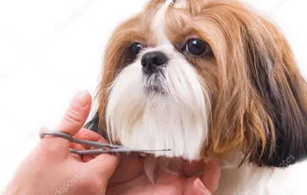 Mandiin Anjing Murah