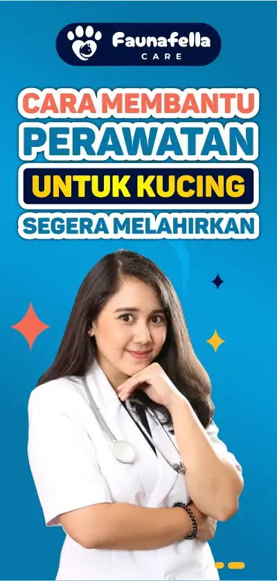 Membantu Kucing Melahirkan