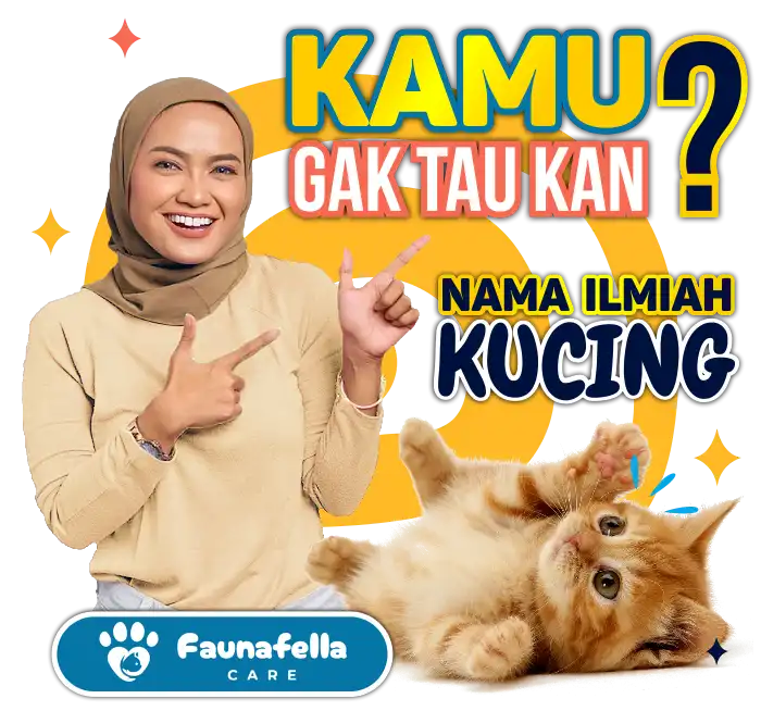 Mengetahui Jenis Kucing