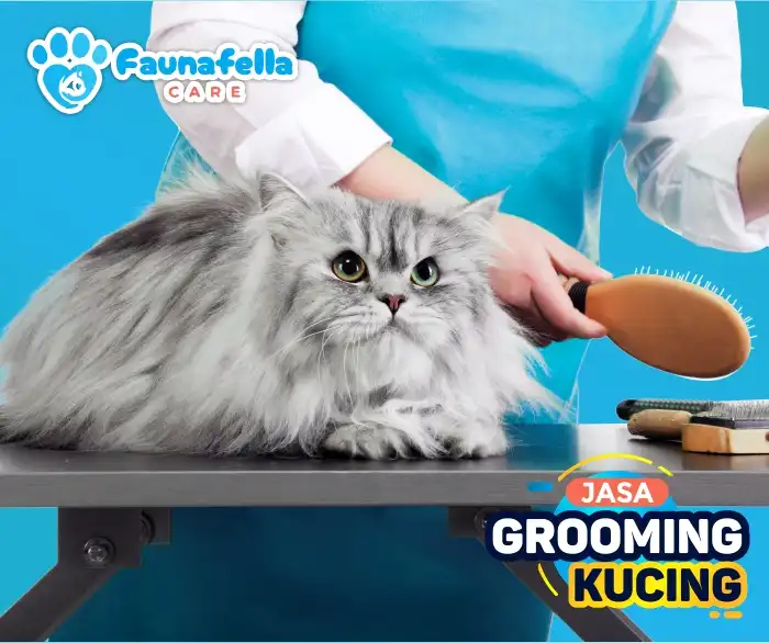 Menyisir Bulu Kucing