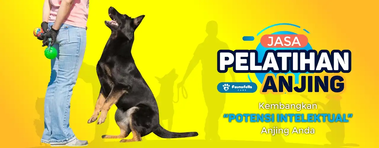 Pelatih Anjing Profesional Jakarta