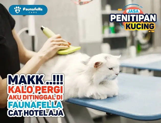 Perawatan Kucing
