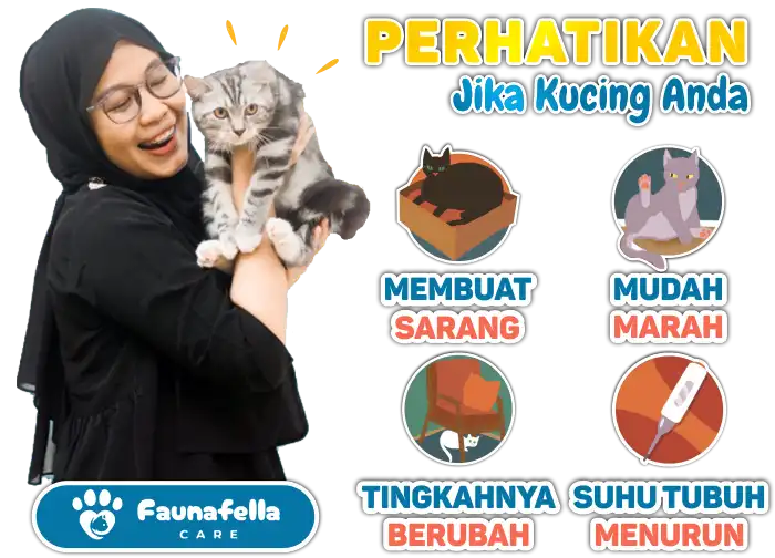 Perhatikan Gejala Kucing Melahirkan