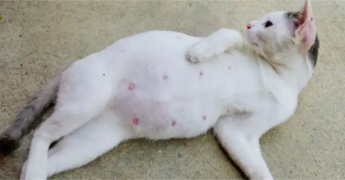 Perubahan Fisik Kucing