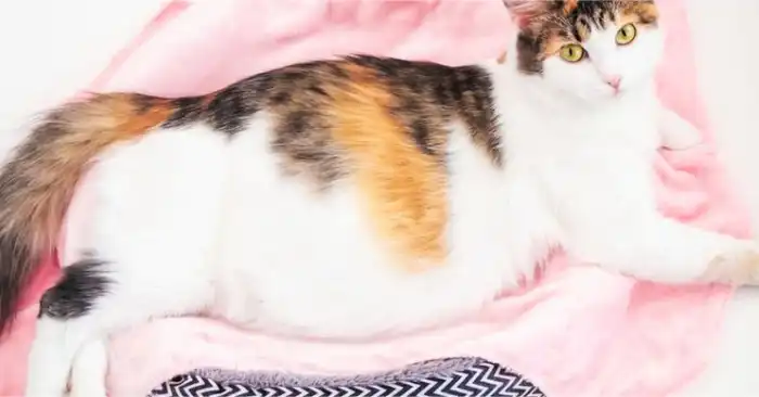Puting Kucing Membesar